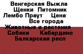 Венгерская Выжла. Щенки. Питомник Лембо Праут. › Цена ­ 35 000 - Все города Животные и растения » Собаки   . Кабардино-Балкарская респ.